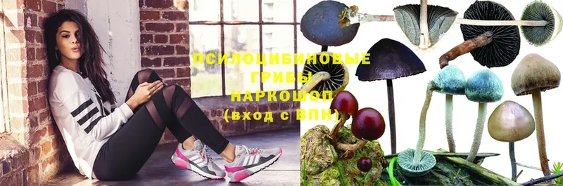 Псилоцибиновые грибы Psilocybe  Мариинск 